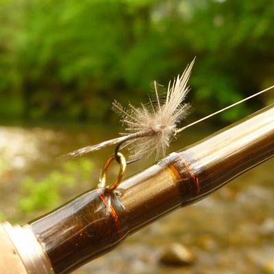 La mouche du mois (Menoge)